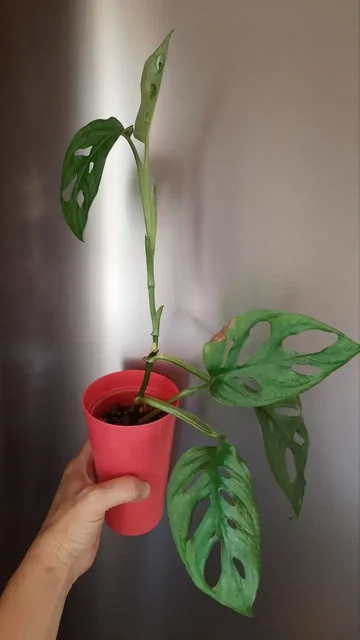 Монстера манки маск - частное объявление в Краснодар