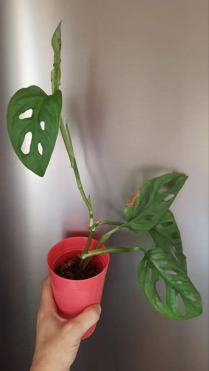 Монстера манки маск - Комнатные растения (Хобби и отдых) в Краснодар