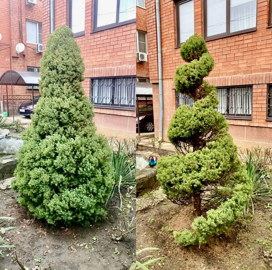 Топиарная стрижка растений в Краснодаре - Ландшафтный дизайн (Услуги) в Краснодар