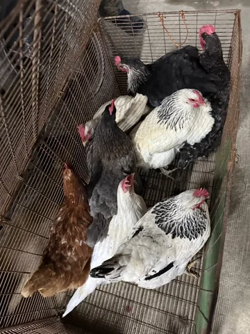 Продажа домашних курочек - Птицы в Краснодар