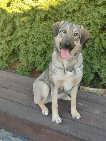 Молодая охранная собака Геля (метис) - Рыбы и аквариумистика в Краснодар