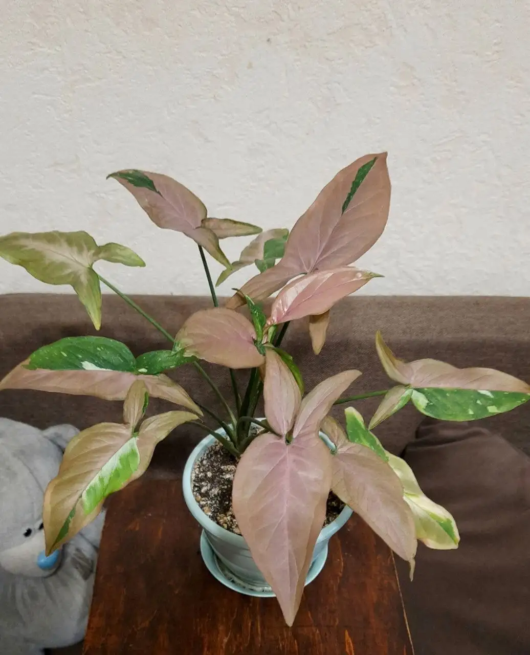 Сингониум Red spot в активном росте - Комнатные растения (Хобби и отдых) в Краснодар