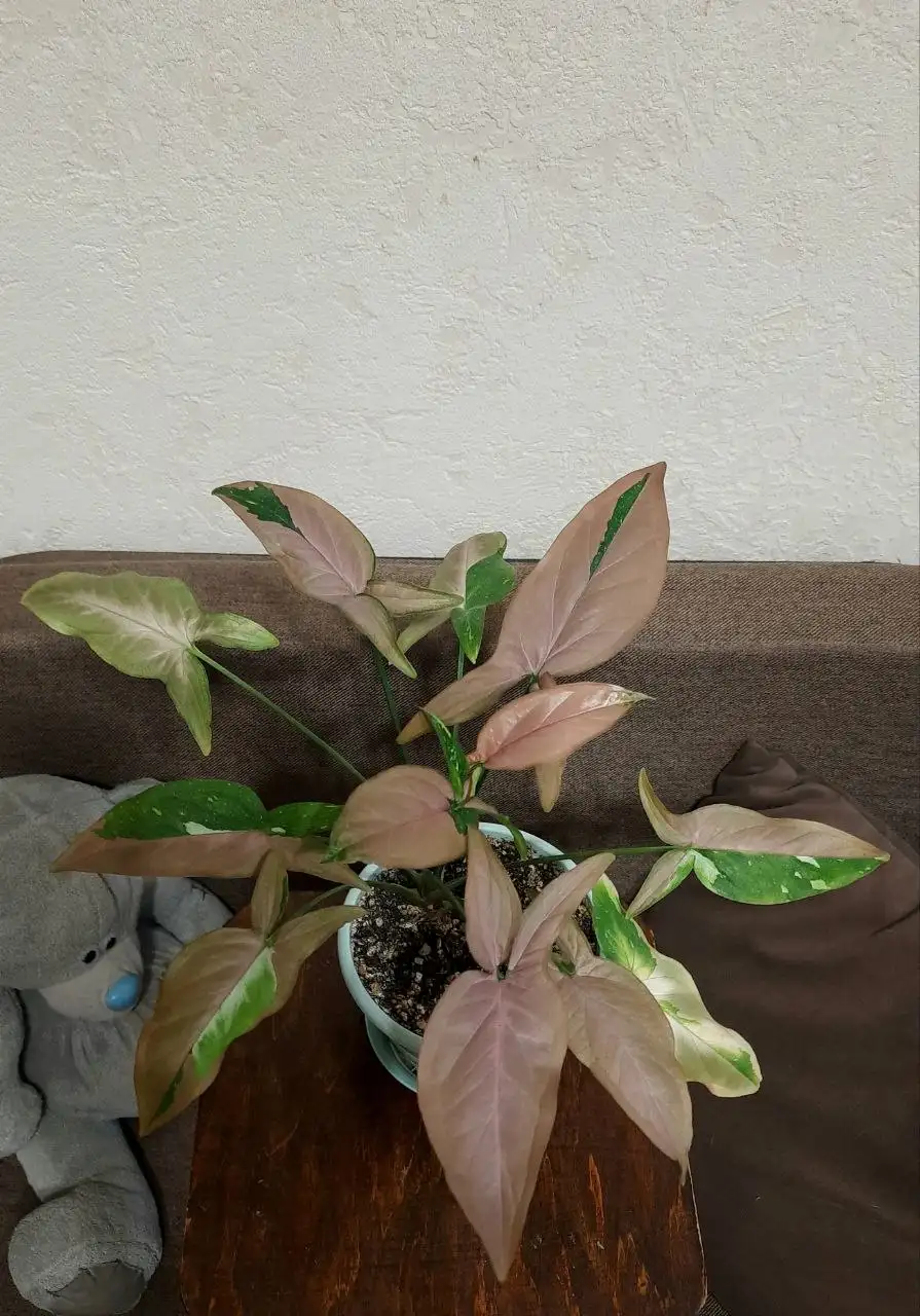 Сингониум Red spot в активном росте - Комнатные растения (Хобби и отдых) в Краснодар