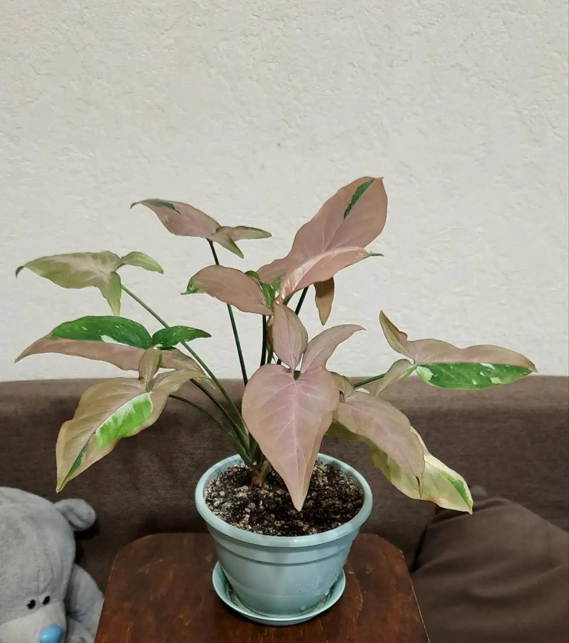 Сингониум Red spot в активном росте - Комнатные растения (Хобби и отдых) в Краснодар