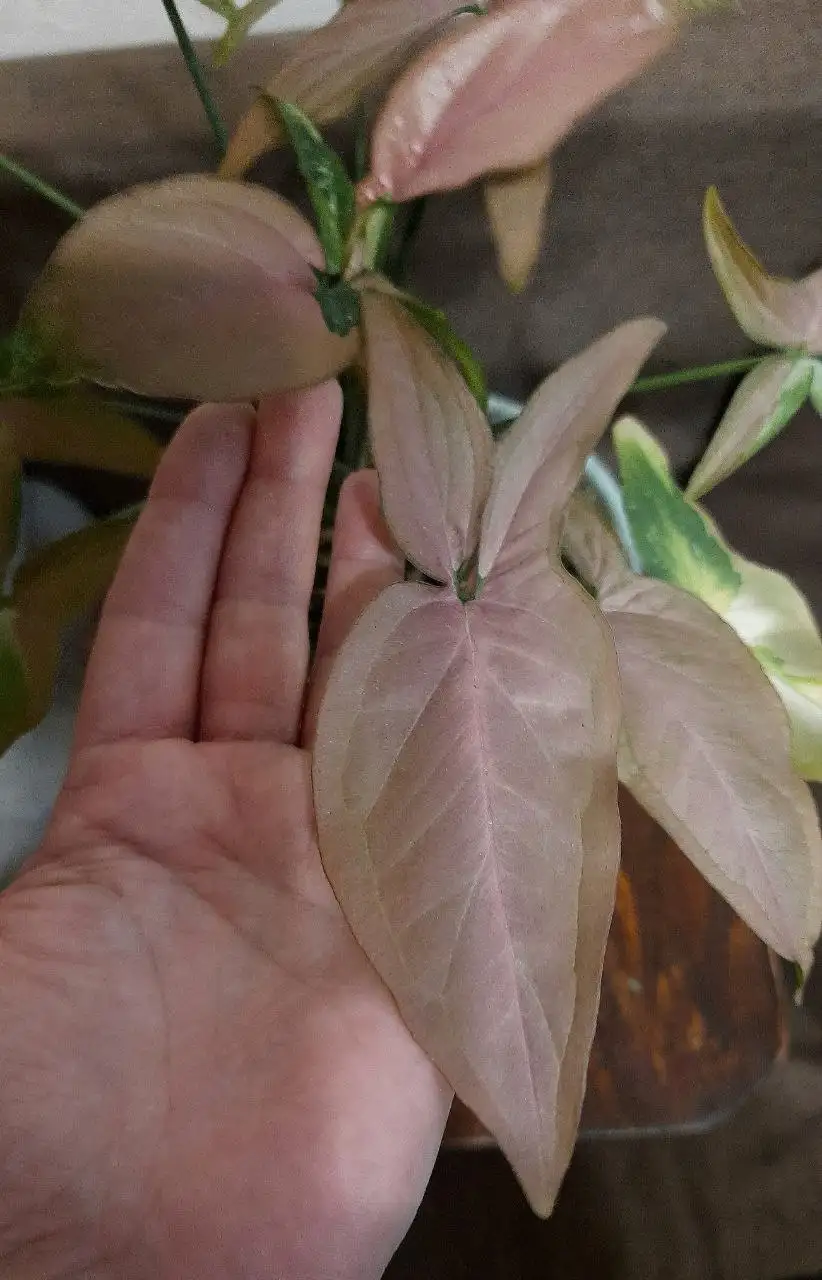 Сингониум Red spot в активном росте - Комнатные растения (Хобби и отдых) в Краснодар