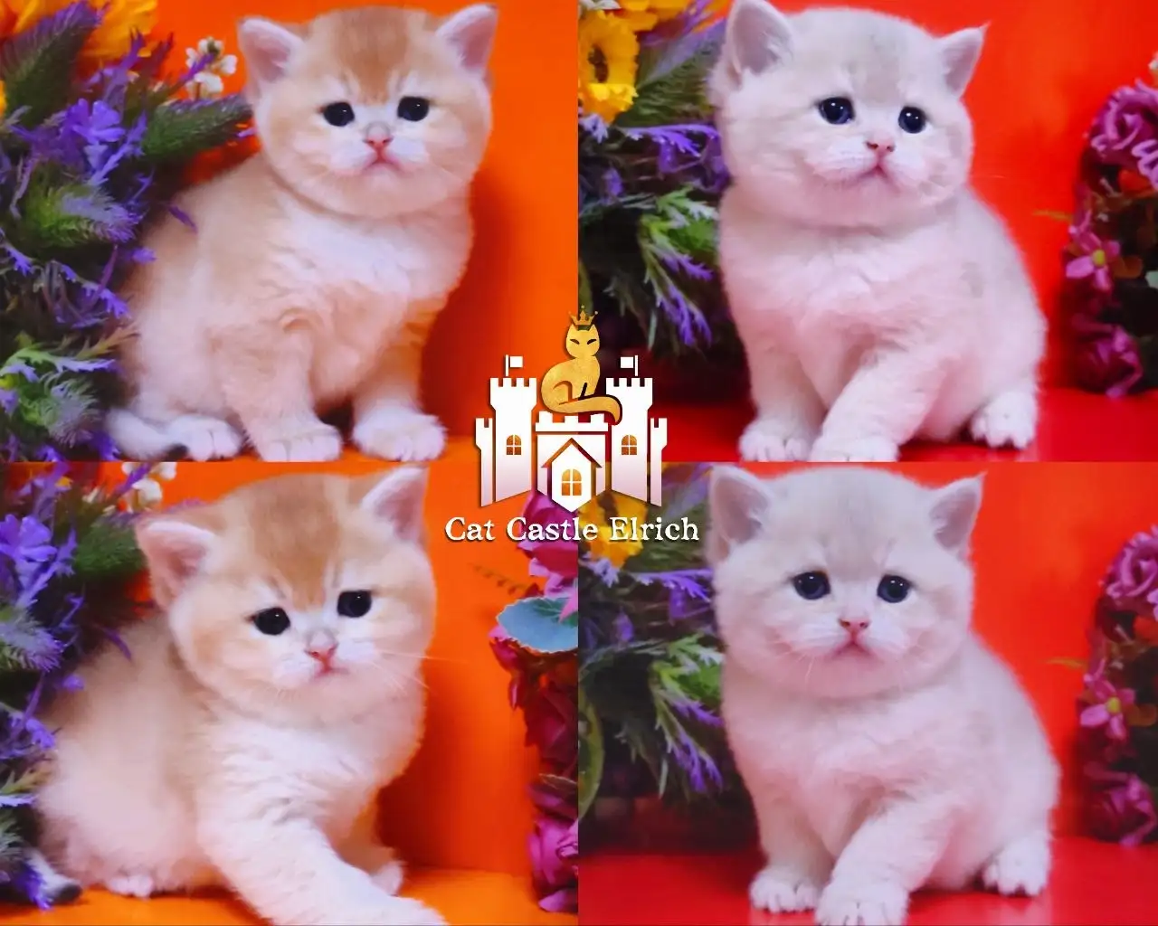 Котята британской шиншиллы золотого окраса - Кошки (Животные) в Краснодар