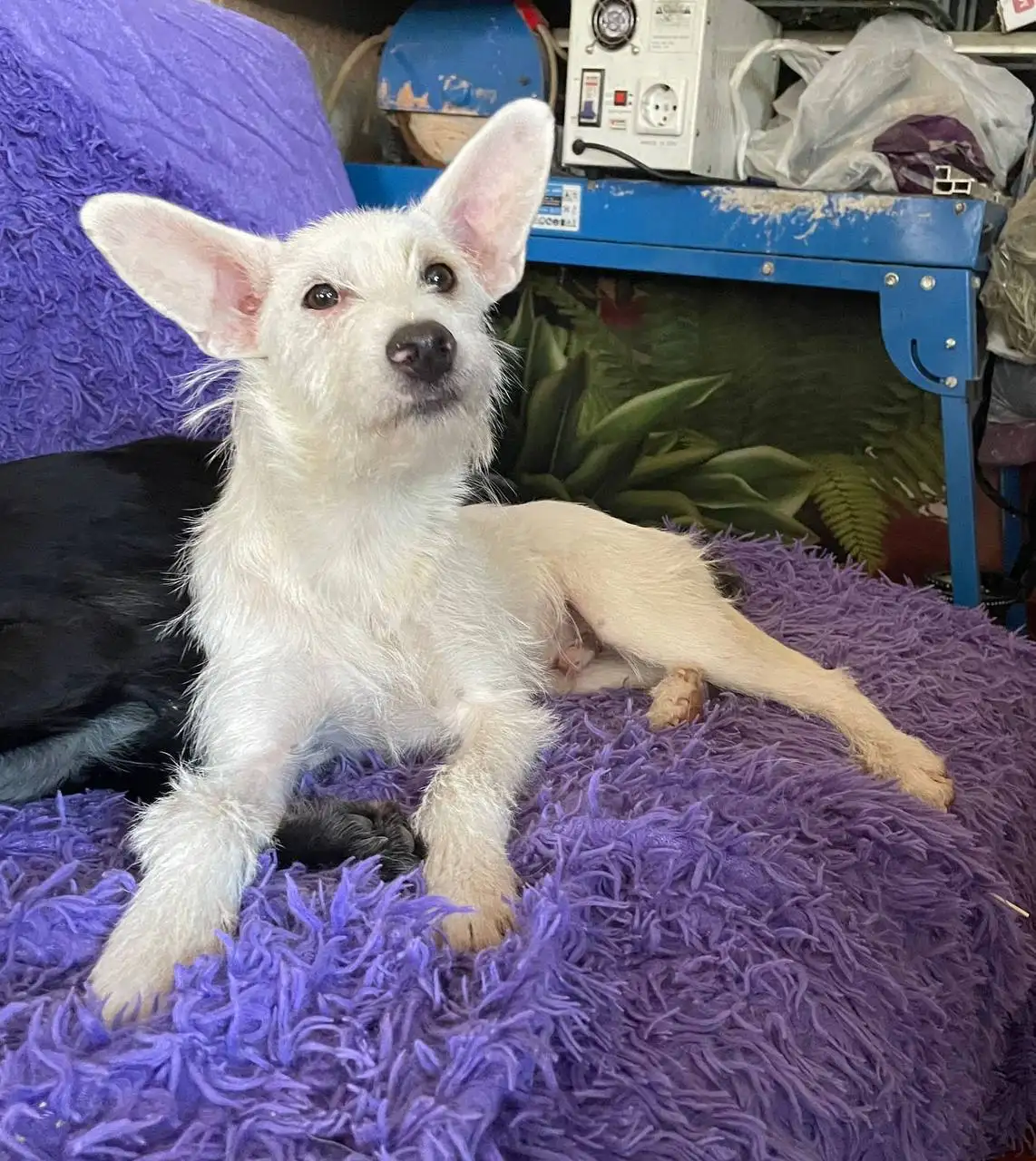 Пес Фокси ищет любящего человека - Собаки (Животные) в Краснодар