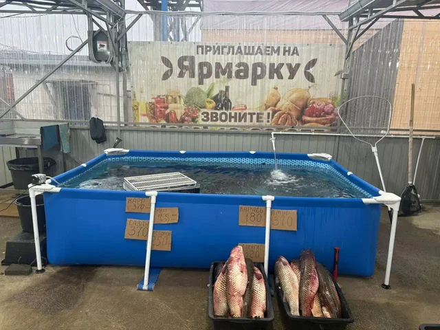 Продажа живой рыбы и раков - Рыбы и аквариумистика в Краснодар