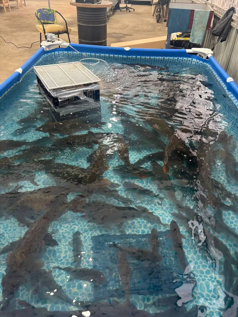 Продажа живой рыбы и раков - Рыбы и аквариумистика (Животные) в Краснодар