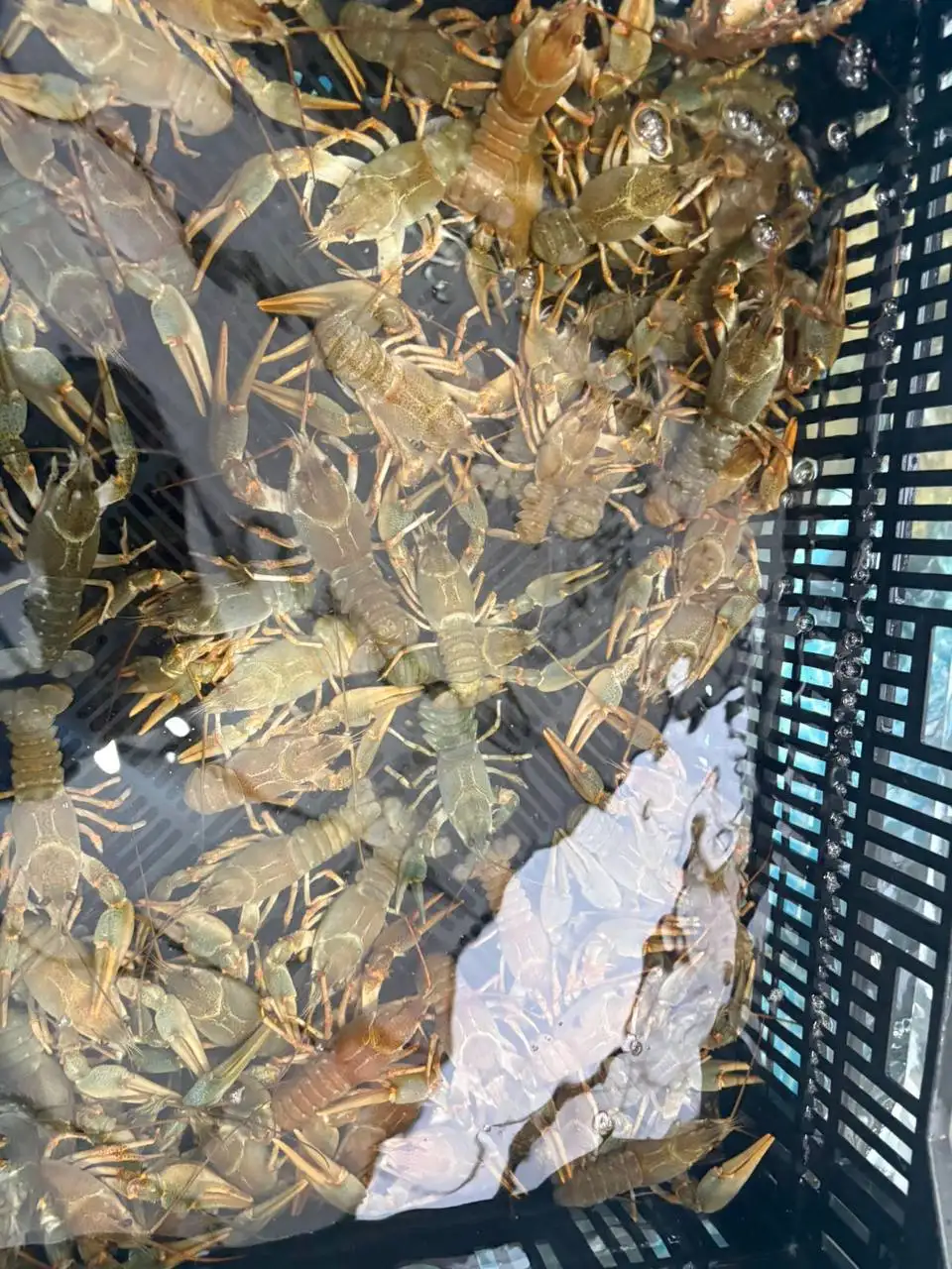 Продажа живой рыбы и раков - Рыбы и аквариумистика (Животные) в Краснодар