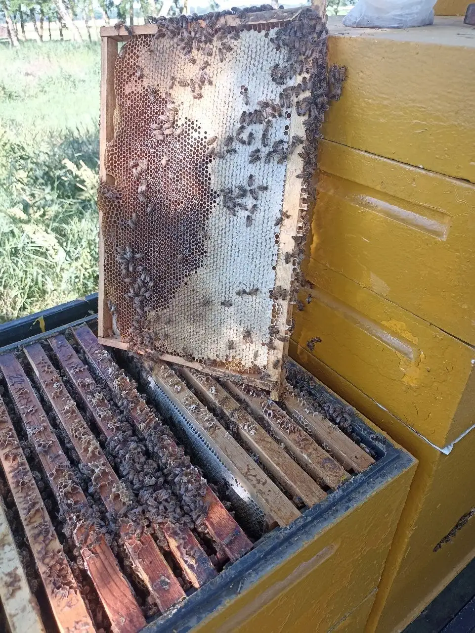 Продажа натурального мёда урожая 2025 года - Продукты питания (Барахолка) в Краснодар