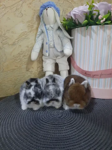 Карликовые кролики ручные в шикарном типе - частное объявление в Краснодар