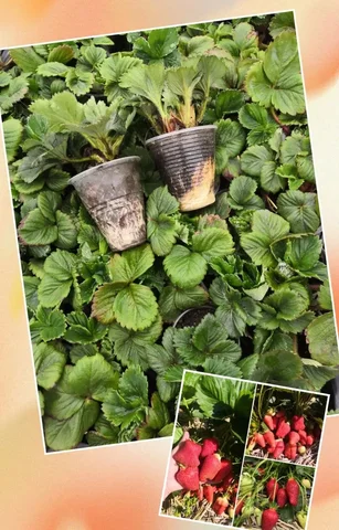 Рассада клубники сорта АЗИЯ - частное объявление в Краснодар