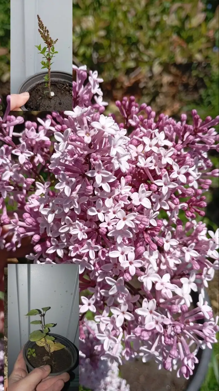 Продажа карликовой повторноцветущей сирени Джози - Садоводство (Хобби и отдых) в Краснодар