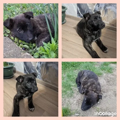 Щенок тигровой окраски ищет дом - Животные в Краснодар