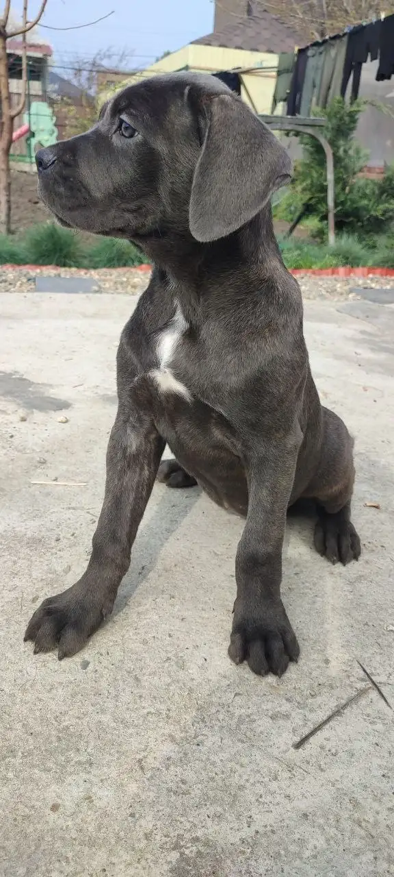 Щенки Кане-Корсо - Собаки (Животные) в Краснодар