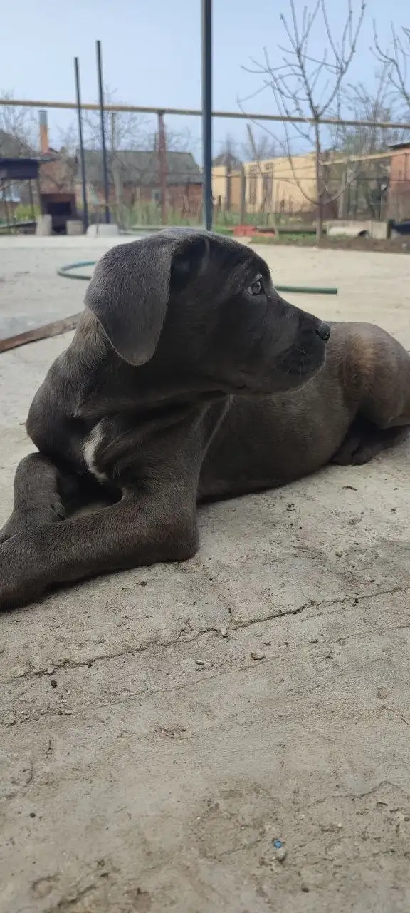 Щенки Кане-Корсо - Собаки (Животные) в Краснодар