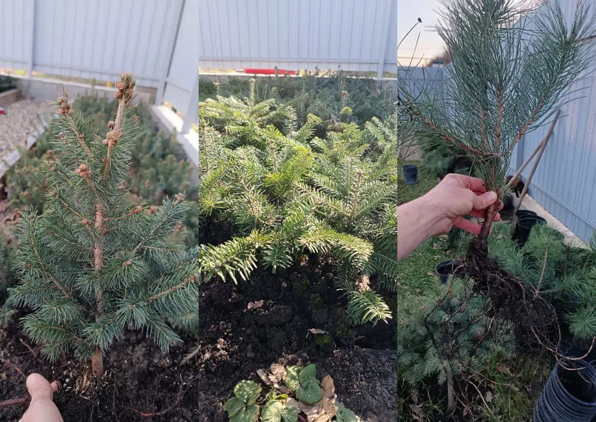 Продажа саженцев хвойных растений - Растения (Хобби и отдых) в Краснодар
