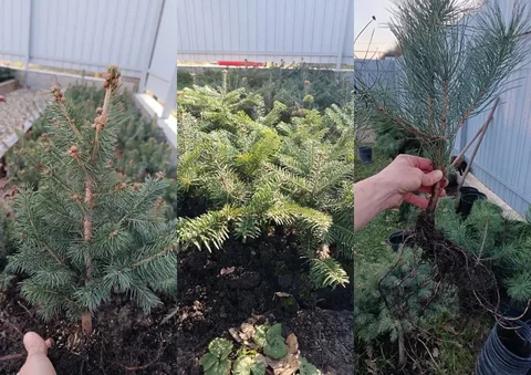 Продажа саженцев хвойных растений - частное объявление в Краснодар