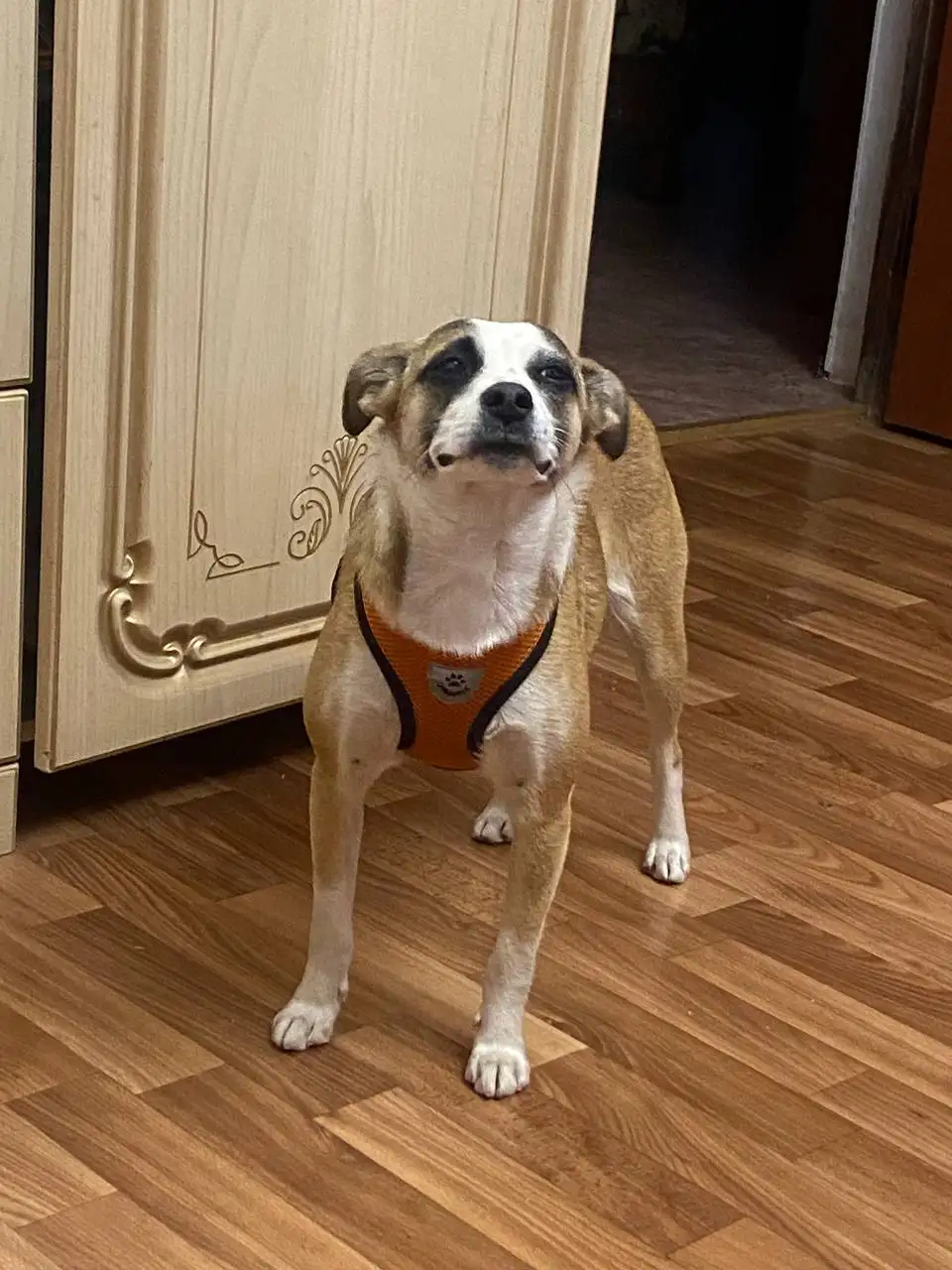 Потерялась собака на ЮМР - Собаки (Животные) в Краснодар