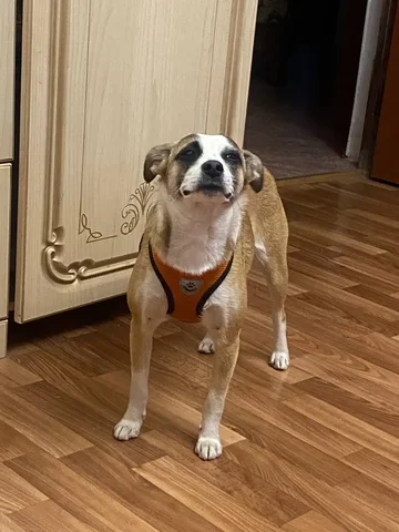 Потерялась собака на ЮМР - Птица в Краснодар