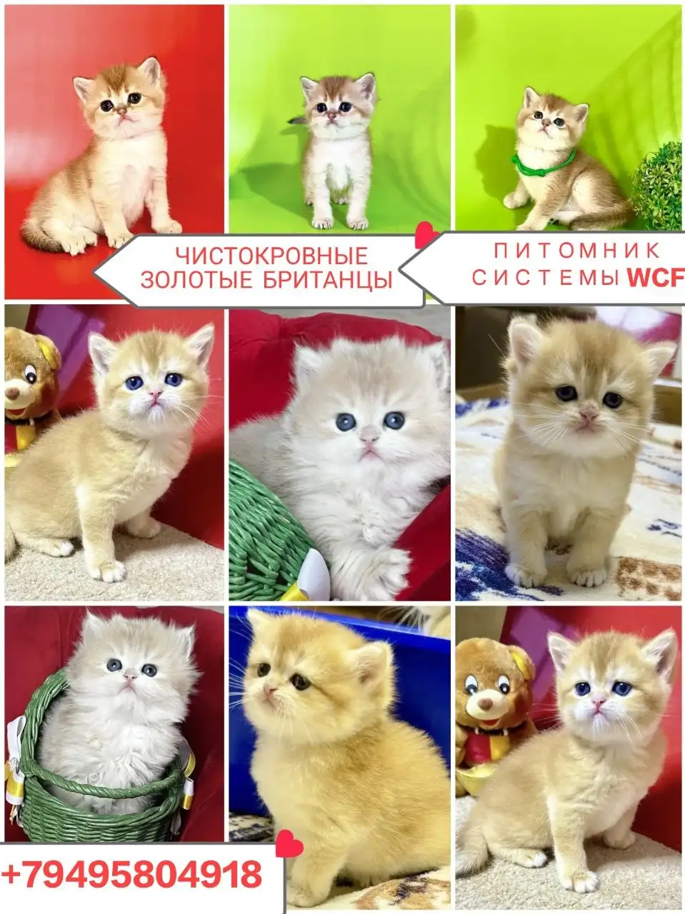 Чистокровные британские котята золотых окрасов с документами WCF - Кошки (Животные) в Краснодар