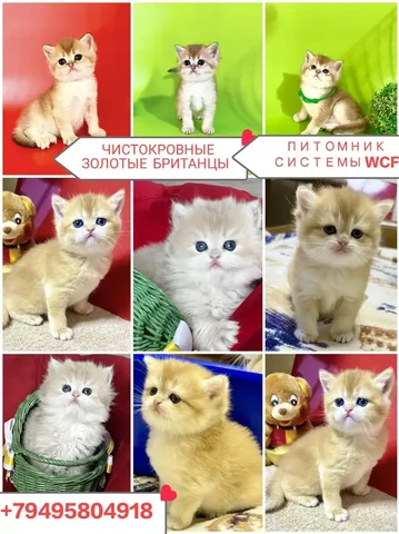 Чистокровные британские котята золотых окрасов с документами WCF - Птица в Краснодар