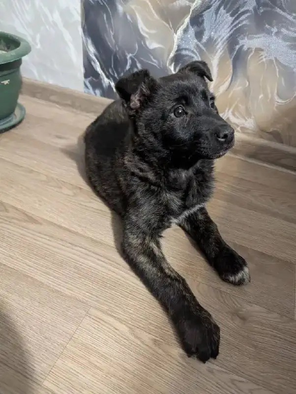 Щенок девочка тигрового окраса в Краснодаре - Собаки (Животные) в Краснодар