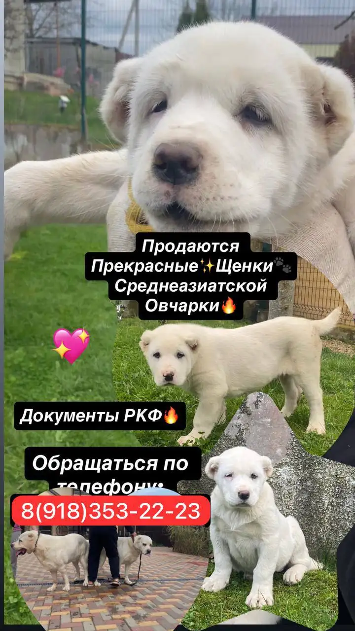 Продаются щенки Алабая - Собаки (Животные) в Краснодар