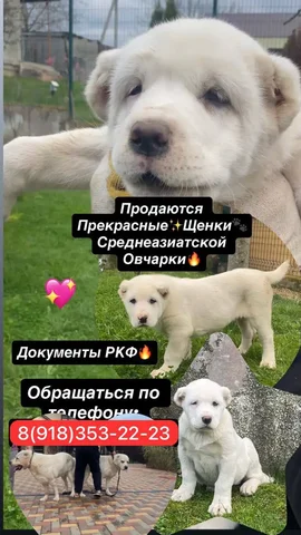 Продаются щенки Алабая - Скот в Краснодар