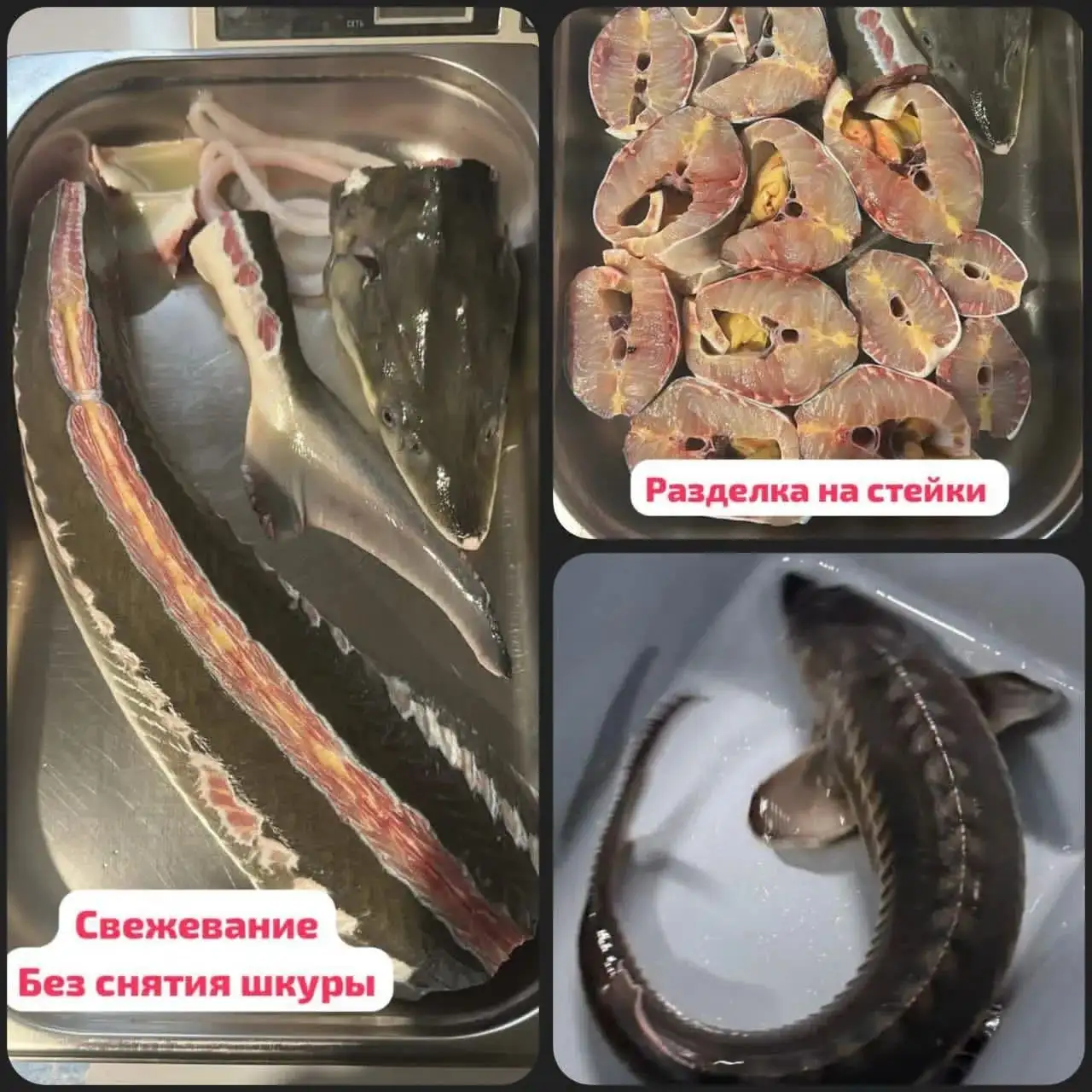 Свежевыловленный осетр к Пасхе - Хобби и отдых в Краснодар