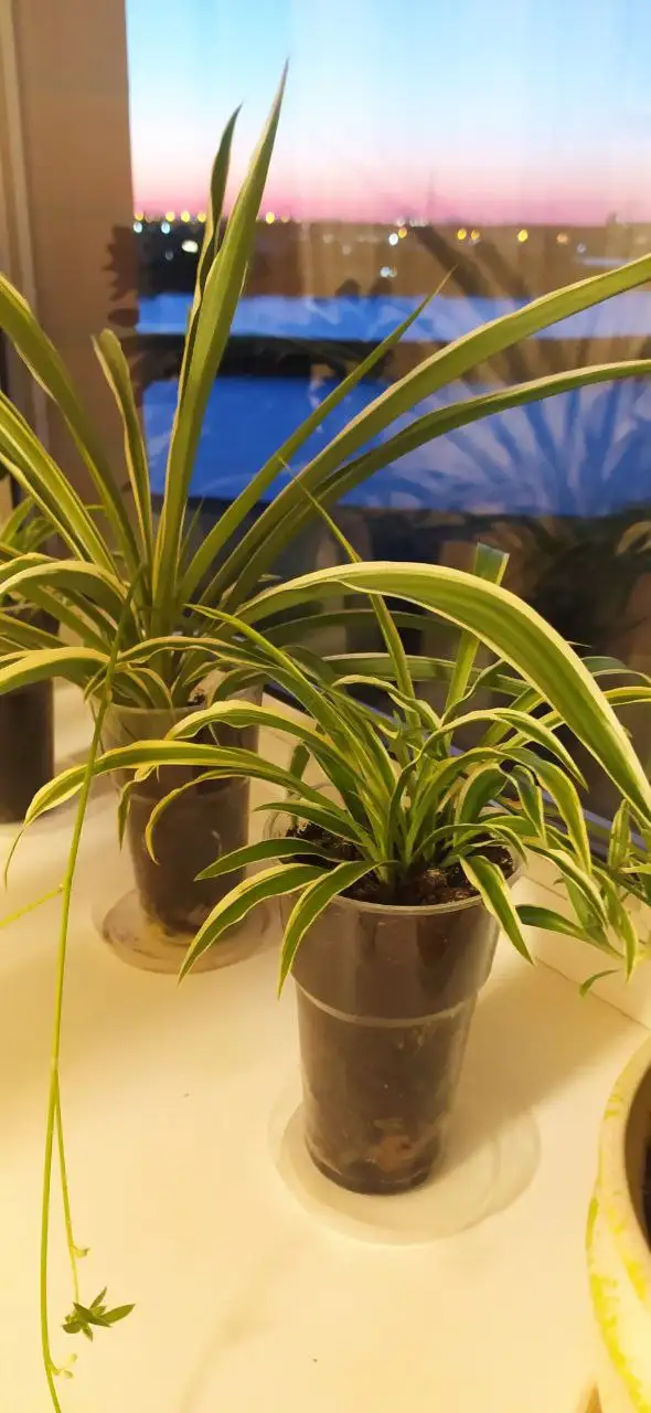 Хлорофитум декоративный с детками - Растения (Для дома и дачи) в Краснодар