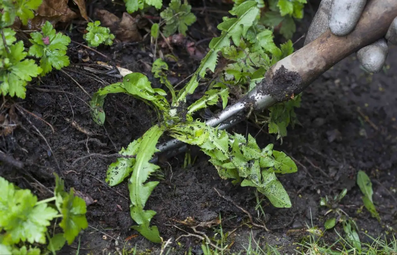 Уборка дачи: прополка, корчевание, планировка земли - Уборка и благоустройство (Услуги) в Краснодар