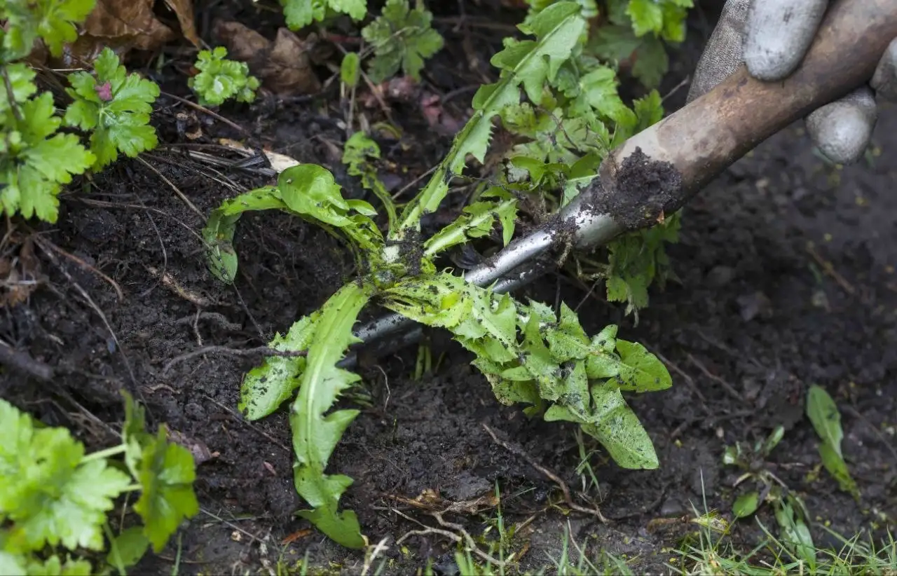 Услуги по уборке участков и клумб в Краснодаре - Благоустройство территории (Услуги) в Краснодар