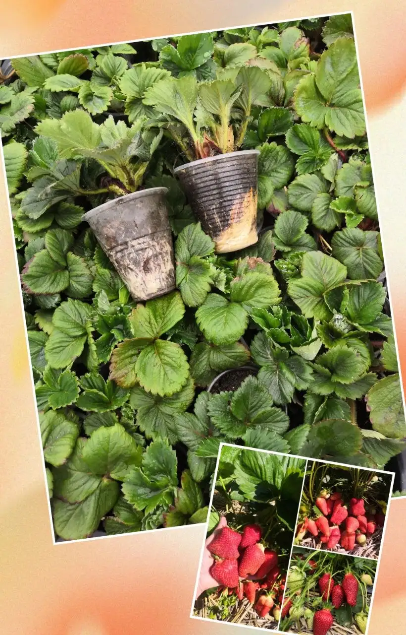 Рассада клубники сорта АЗИЯ - Рассада (Барахолка) в Краснодар