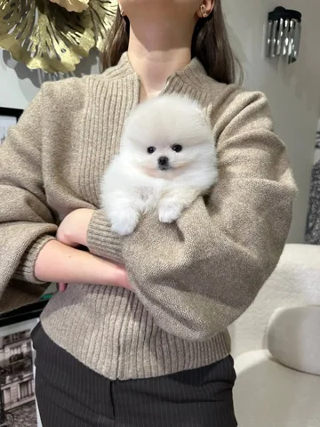 Продажа щенка Померанского Шпица - Товары для животных в Краснодар