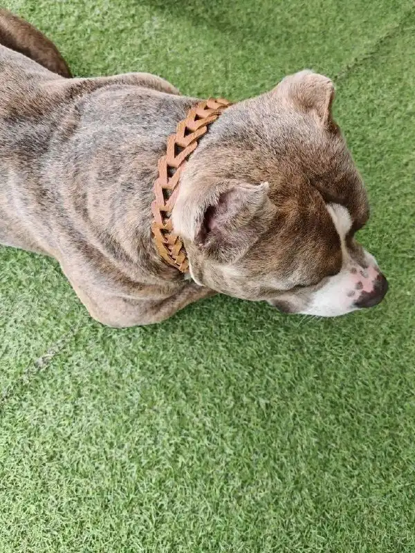 Домашний ошейник для Адама - Барахолка в Краснодар