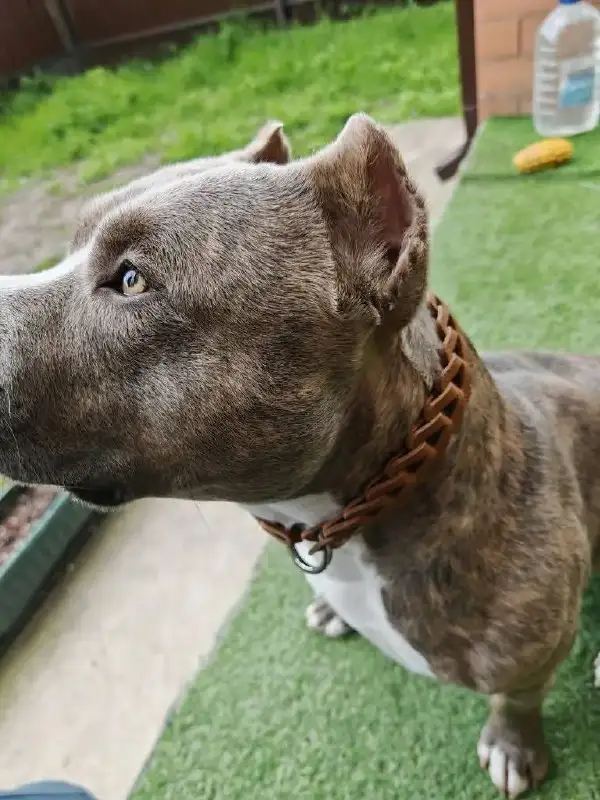 Домашний ошейник для Адама - Барахолка в Краснодар