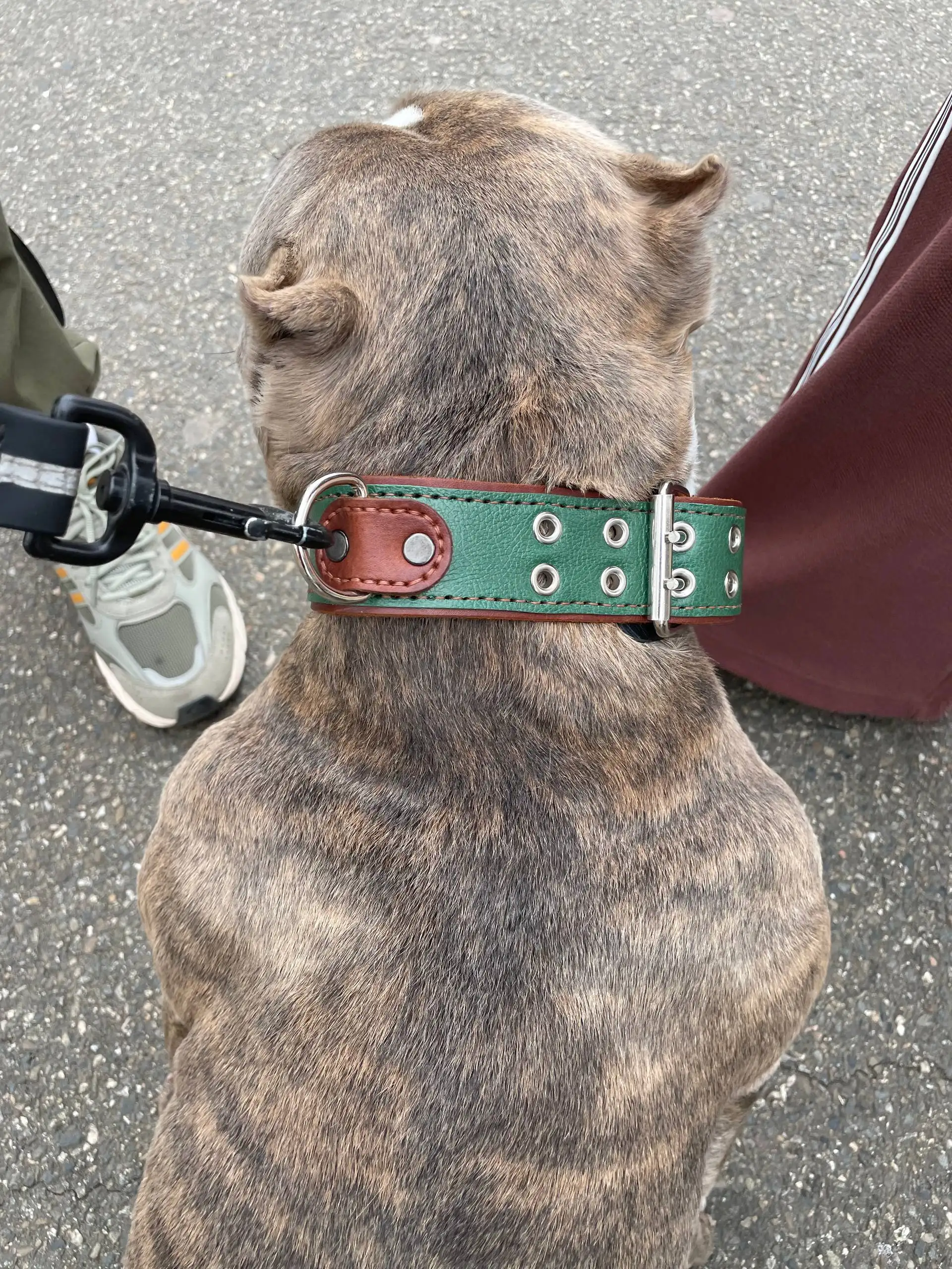 Ошейник для собаки с гравировкой - Аксессуары для животных (Животные) в Краснодар