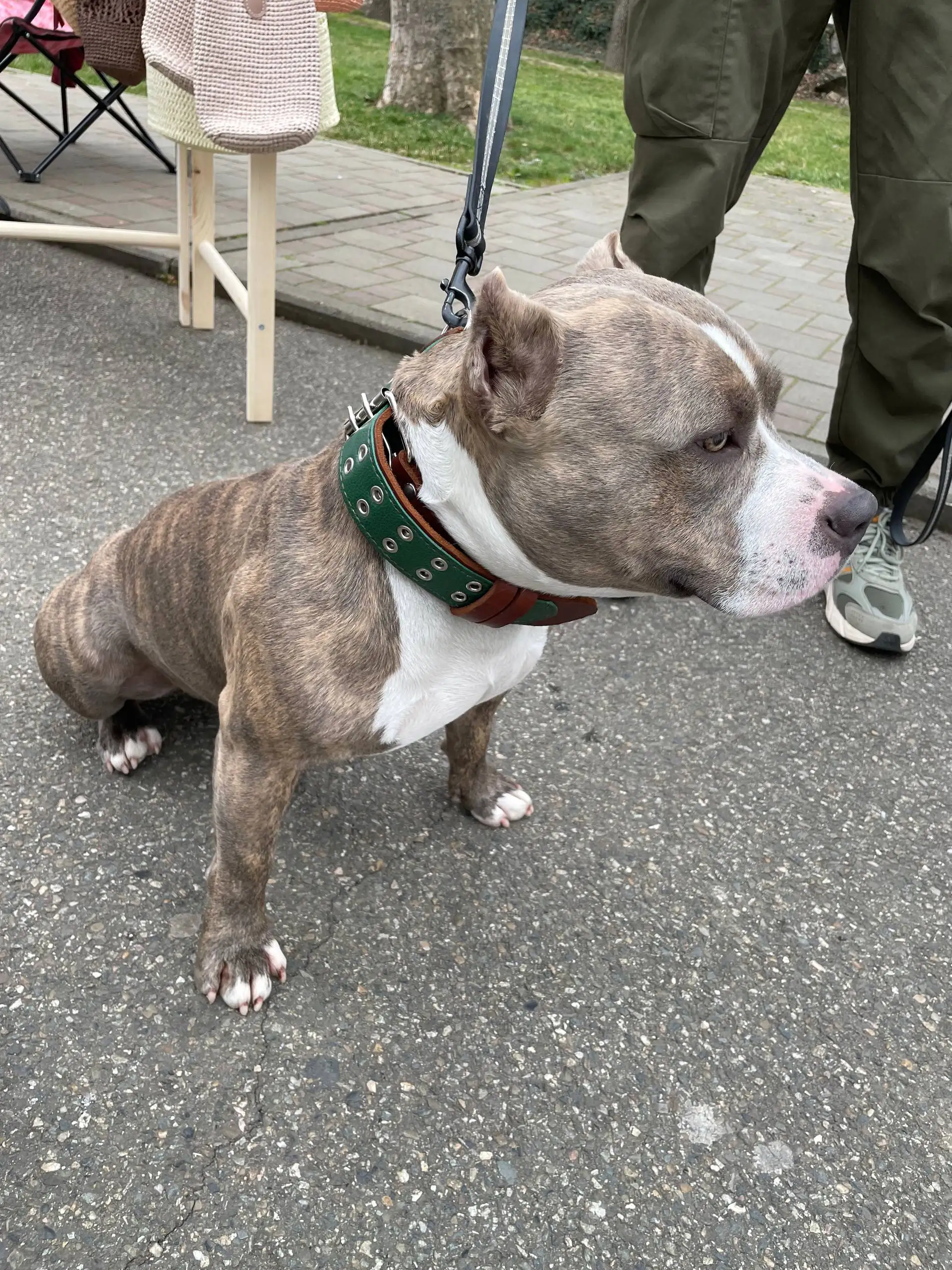 Ошейник для собаки с гравировкой - Аксессуары для животных (Животные) в Краснодар