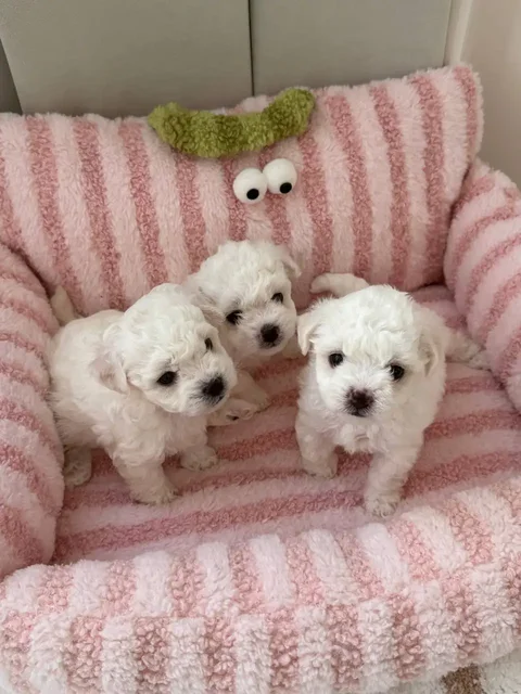 Щенки бишон фризе мини - Товары для животных в Краснодар