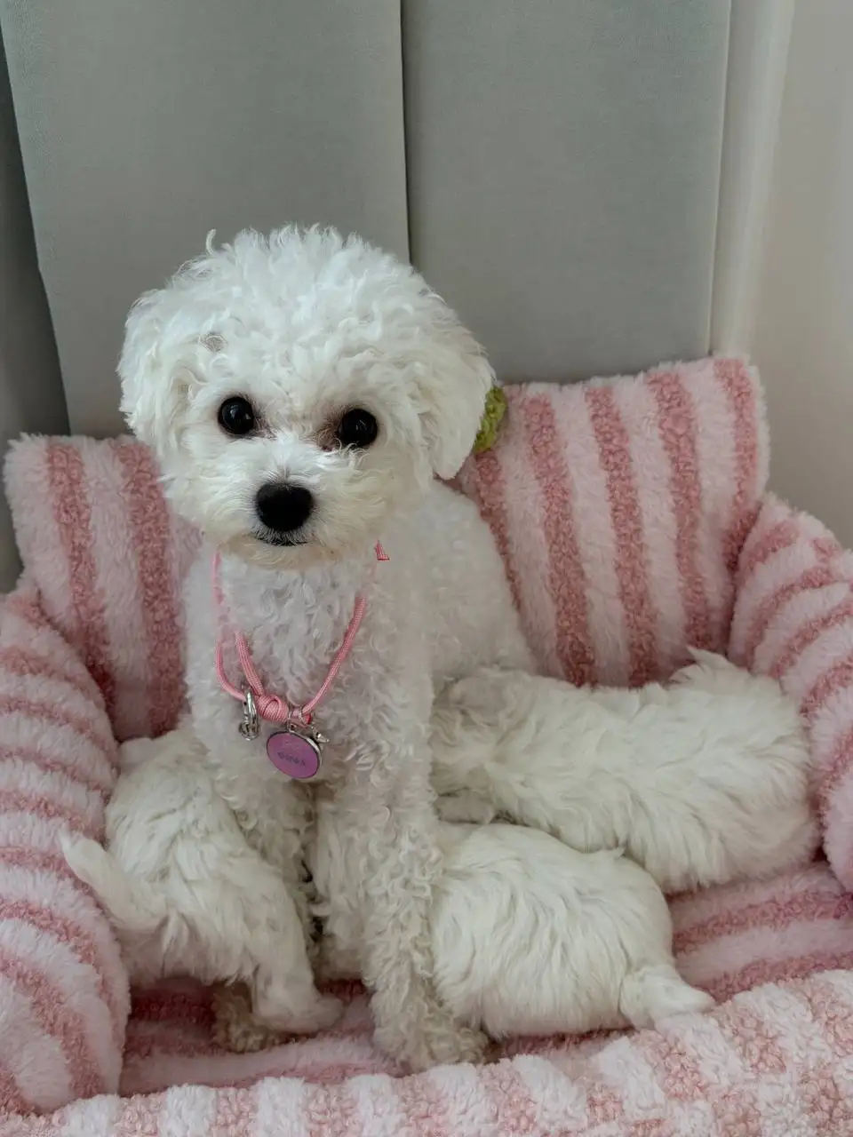 Щенки бишон фризе мини - Собаки (Животные) в Краснодар