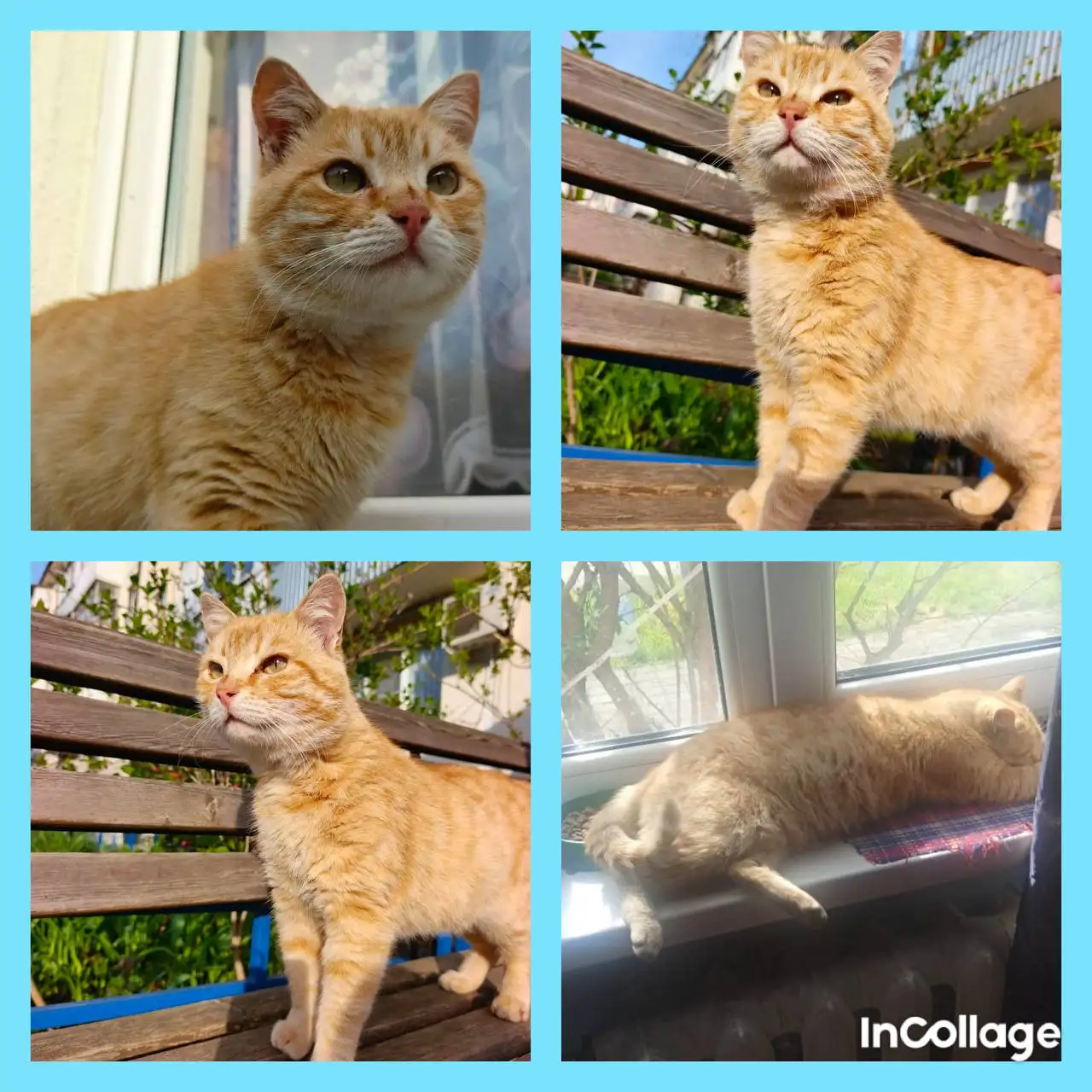 Рыжий ласковый котенок ищет дом - Кошки (Животные) в Краснодар