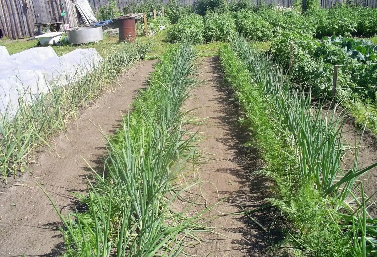 Уборка участков, клумб, огородов вручную - Дачные услуги (Услуги) в Краснодар