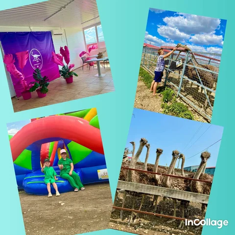 Открытие агротуристического объекта с кормлением страусов - Хобби и отдых в Тбилисский район