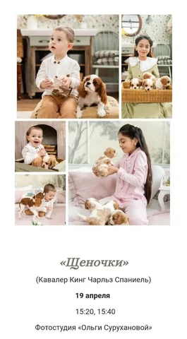Фотопроект "Щеночки" с Кавалер Кинг Чарльз Спаниель в Краснодаре - Бурение скважин в Краснодар