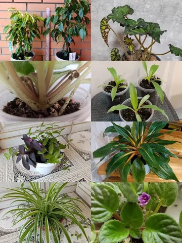 Продам цветочки - частное объявление в Динская