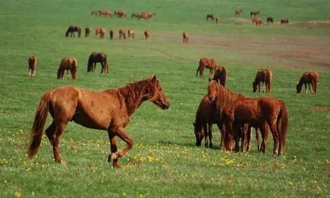 Тур на остров диких мустангов из Краснодара в апреле - Видеоигры в Краснодар