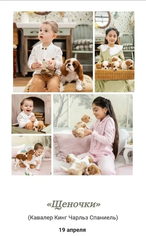 Фотосессия с щенками Кавалер Кинг Чарльз Спаниель в студии - Фотосъемка в Краснодар