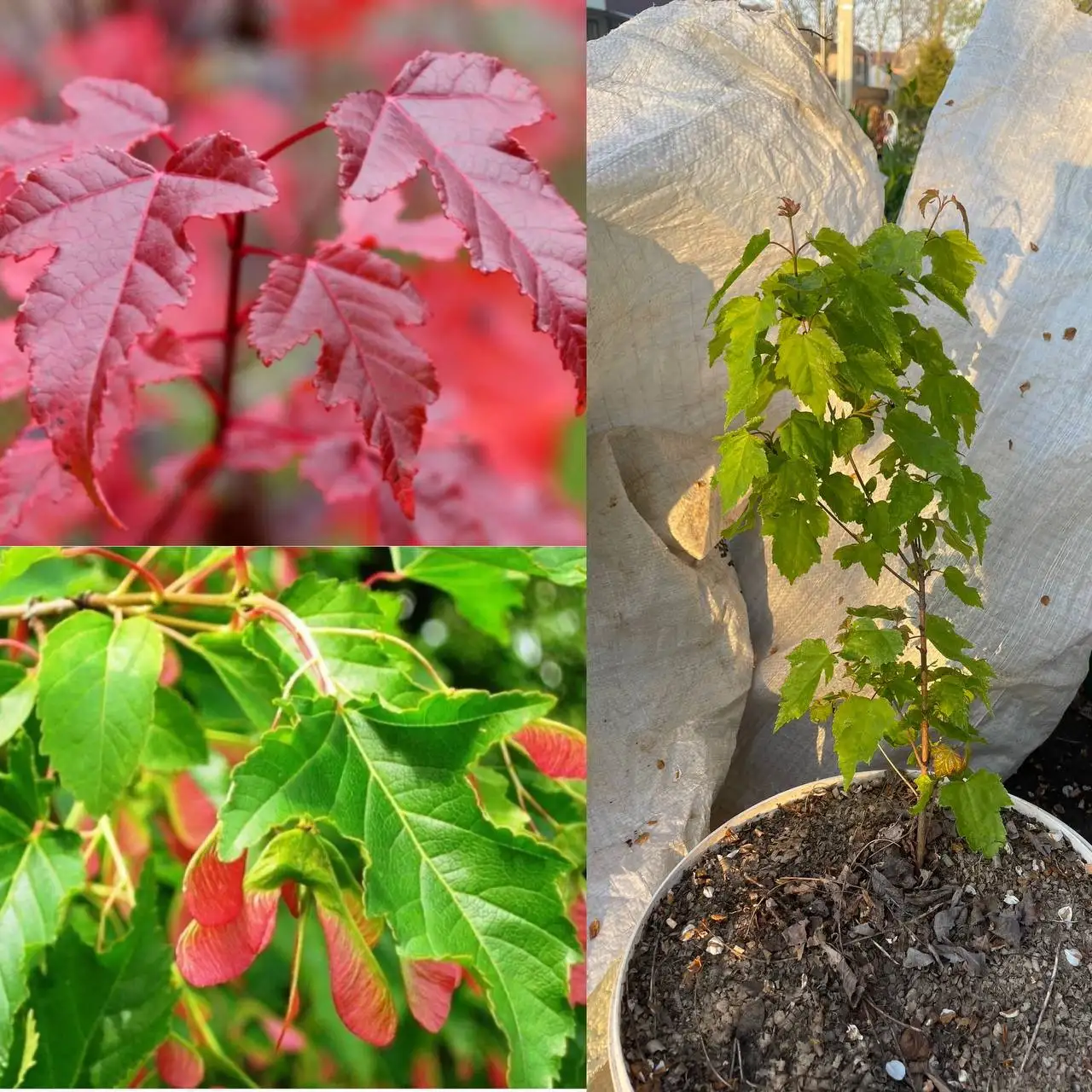 Саженцы клена Гиннала в Краснодаре - Садоводство (Хобби и отдых) в Краснодар